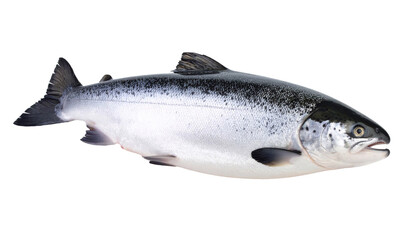 Naklejka premium Salmon