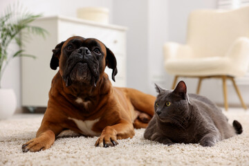 Cute dog and cat lying on floor at home