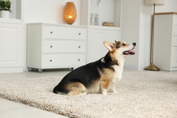 Cute Welsh Corgi at home. Lovely pet