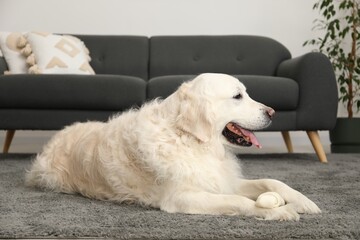 Cute dog with chew bone on floor at home