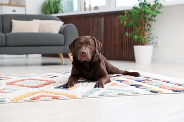 Cute dog on floor at home. Lovely pet
