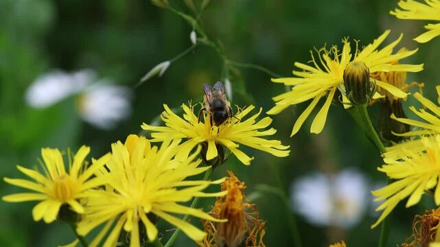 short clip of a honey bee on a rough hawksbeard blossom 