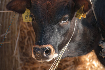 Authentic Cypriot cattle breed posing in akrotiri salt lake marsh on a sunny day. Akrotiri marsh, Cyprus