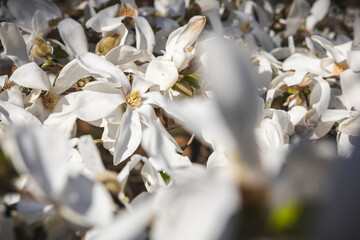 Weiße Blüten der Magnolie im Frühling