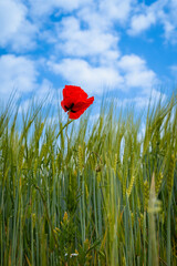 red poppy in a cornfield