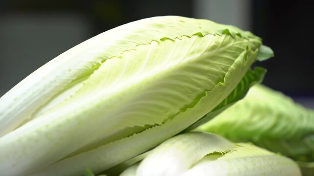 Fresh Chicory Heads For Culinary And Healthy Eating Concepts