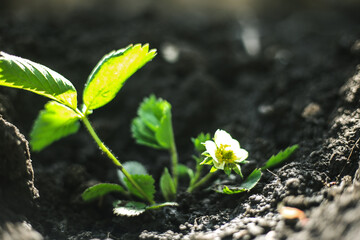 A young strawberry seedling bears fruit