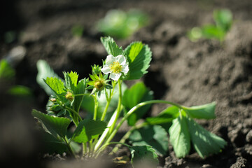 A young strawberry seedling bears fruit