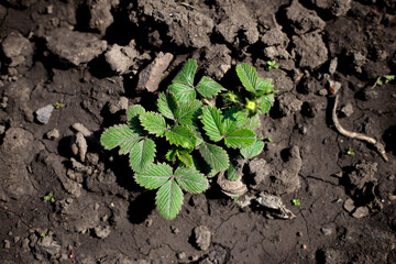 A young strawberry seedling bears fruit