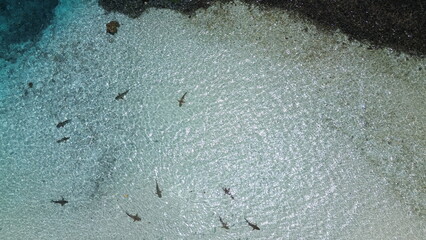 Shark point with lots of Reef sharks at Wayag island, Raja Ampat, West Papua, Indonesia