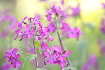 Fototapeta premium Many beautiful flowers growing outdoors in spring, closeup. Space for text