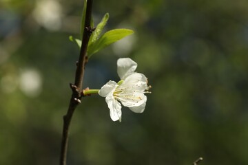 Beautiful blossoming plum tree with white flower outdoors, closeup. Space for text