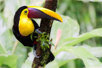 Yellow-throated toucan (Ramphastos ambiguus), Sarapiqui, Costa Rica. Selective focus on bird's eye