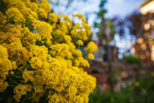 Gelbe Bl&uuml;ten des Steinkraut im Naturgarten