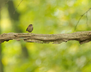 small wren, green background, small bird on a branch, Troglodytes troglodytes, Wren on a branch looking to the left, wren looking into the wood, many twigs, beautiful bokeh