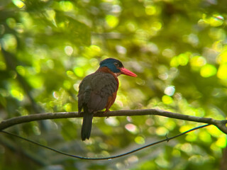 Sulawesi Dwarf Kingfisher Perched on Branch in Tropical Forest..