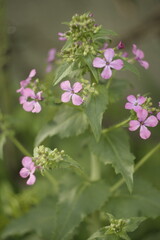 pink and white flowers
