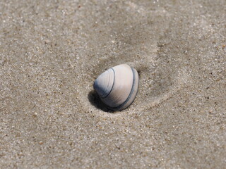 Muschel im Sand