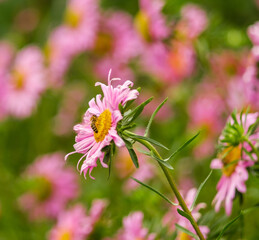 Growing autumn flowers. Pink asters bloomed in the garden in autumn.