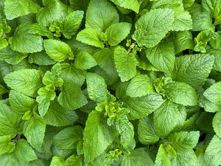 Melissa officinalis lemon balm perennial plant in the mint family