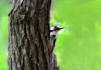 A great spotted woodpecker perched on a tree near its nest hole, actively feeding or excavating in the forest of Korea. Ideal for birdwatching content.

