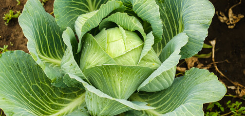 The cabbage crop ripened in autumn. Ripening late varieties of cabbage. Growing organic vegetables.