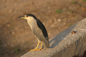 Black Crowned Night Heron