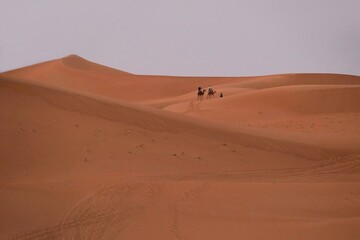 Couple with camels and tourists on Sahara desert, Morocco