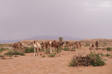 Oasis with palm trees and camels in the desert. Mountains in the background. Sahara, Morocco.
