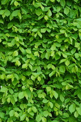 Green large leafy bush on a sunny day close-up