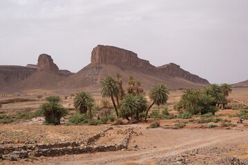 Oasis with palm trees in the desert. Mountains in the background. Sahara, Morocco.