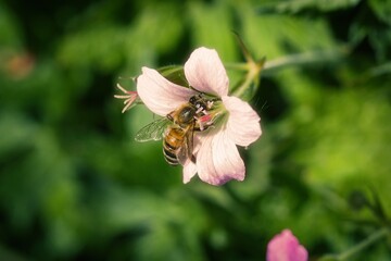 Small honey bee extracting pollen from a flower.