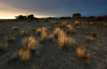 Pampas Grass in countryside, Peninsula Valdes, Patagonia, Argentina.