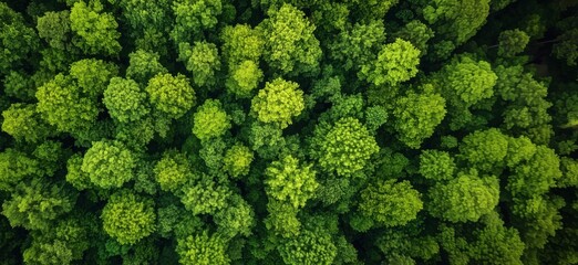 Naklejka premium Aerial view of lush green forest canopy showcasing diverse tree tops and vibrant foliage