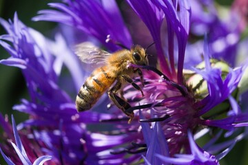 Close up of a honey bee on a blue flower. © Wattophotos