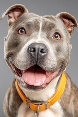 Obraz premium Happy gray dog portrait, full of joy! Features captivating eyes, wet nose, and a bright orange collar against a solid backdrop.