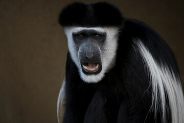 Obraz premium The Mantled Guereza (Colobus guereza), also known simply as the Guereza, the Eastern Black-and-White Colobus, or the Abyssinian Black-and-White Colobus.