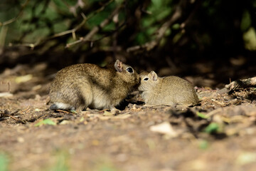 Desert Cavi, Lihue Calel National Park, La Pampa Province, Patagonia , Argentina
