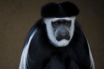 The Mantled Guereza (Colobus guereza), also known simply as the Guereza, the Eastern Black-and-White Colobus, or the Abyssinian Black-and-White Colobus.