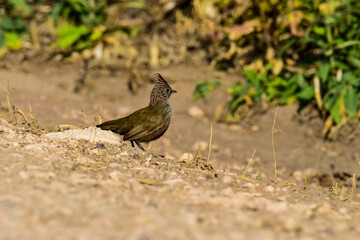Crested Gallito , La Pampa Province, Patagonia, Argentina.