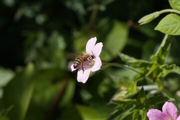 Bee and flower