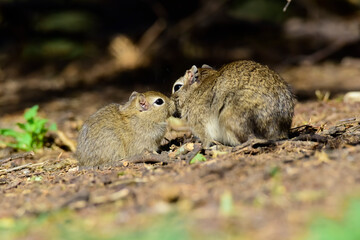 Desert Cavi, Lihue Calel National Park, La Pampa Province, Patagonia , Argentina