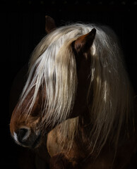 Sunlit horse with a long mane in colour © Derek
