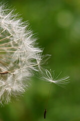 The amazing details of a dandelion achenes in a macro photo; Taraxacum officinale	
