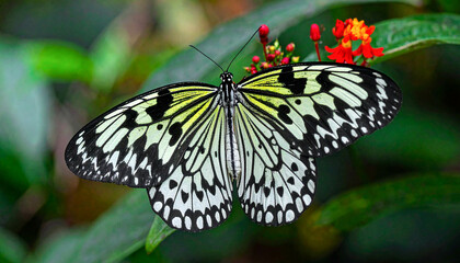 jezebel radiance; minimalist splendor of Southeast Asia