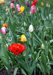 Green flowerbed with colorful fresh tulips