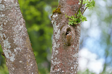 The sparrow has returned to the hollow to feed its young.