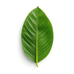 Obraz premium Botanical - Green Tea Leaf