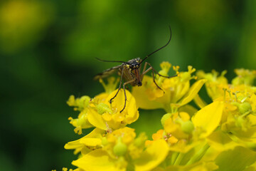 Insekt des Jahres 2018 in Deutschland - Gemeine Skorpionsfliege (Weibchen) Panorpa communis auf gelber Blüte und grüner Hintergrund - Stockfoto