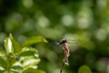 Libelle auf kleinem Ast